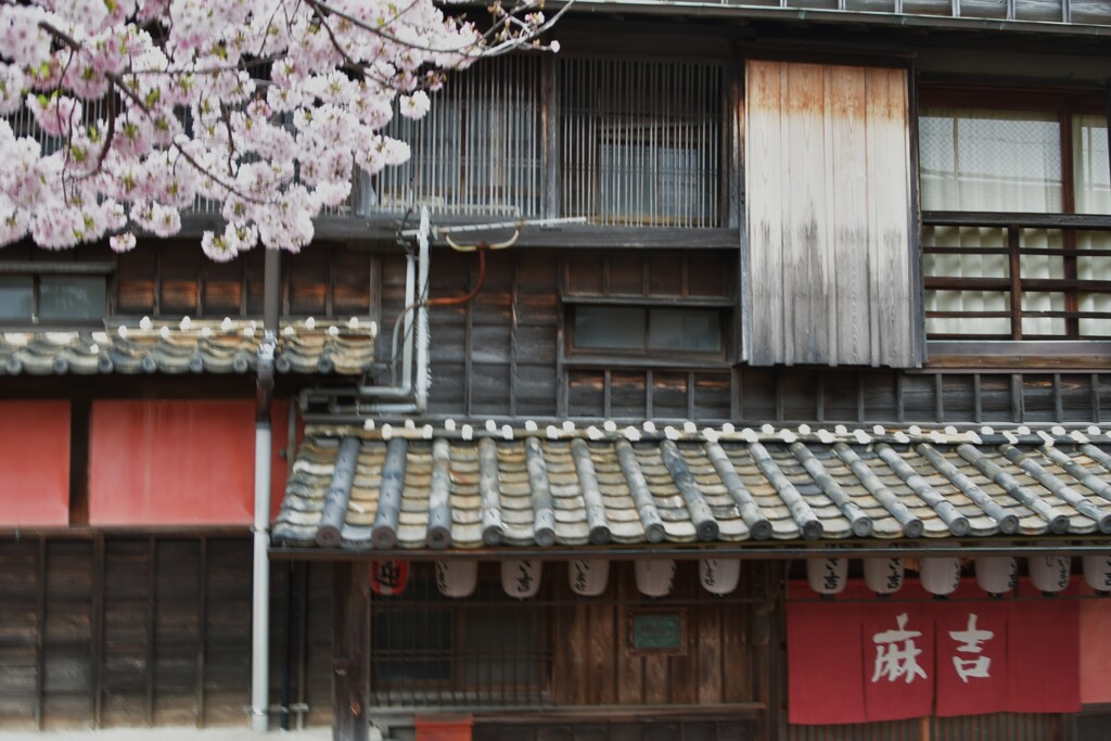 春の麻吉旅館