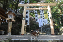柴犬と神社