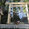 柴犬と神社