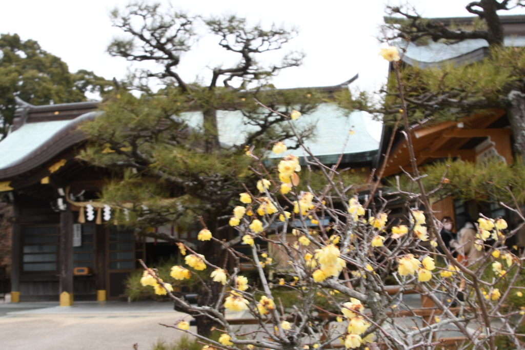 結城神社と蠟梅