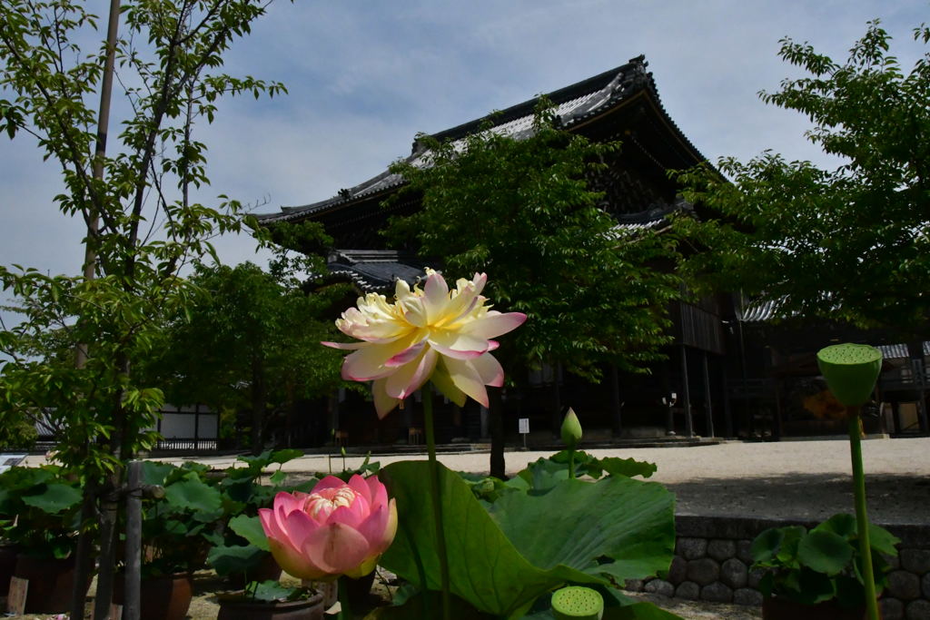 高田本山とハス