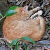内宮前のねこ
