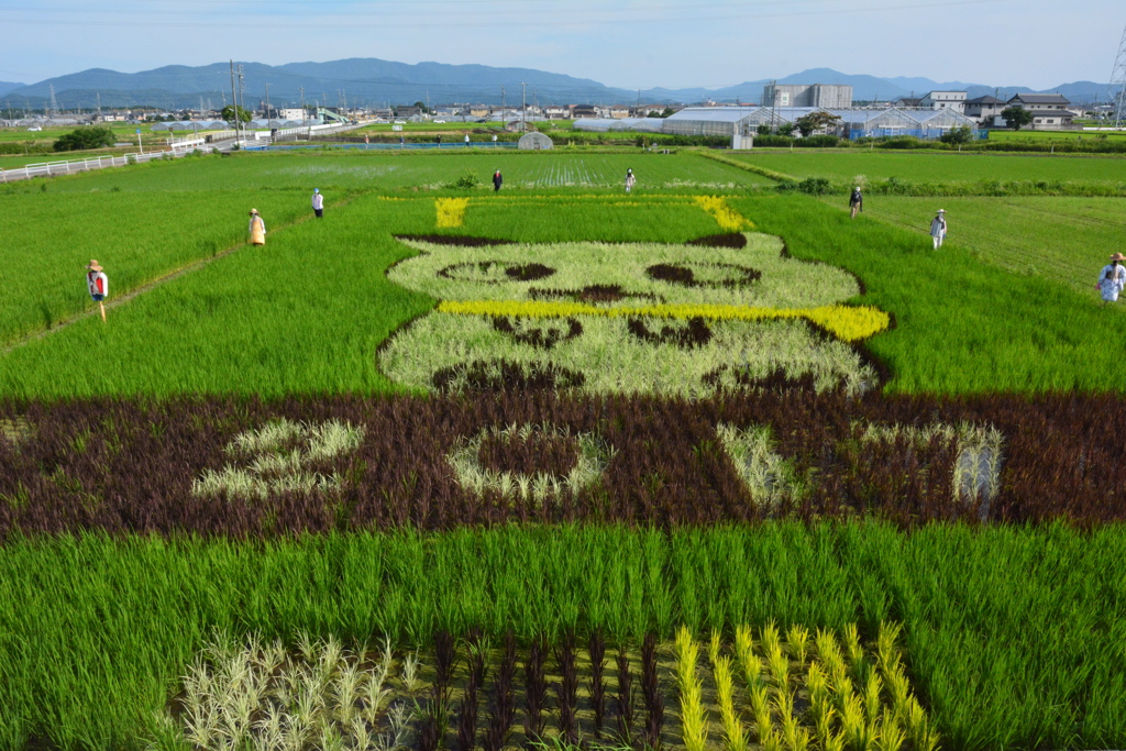 田んぼアート