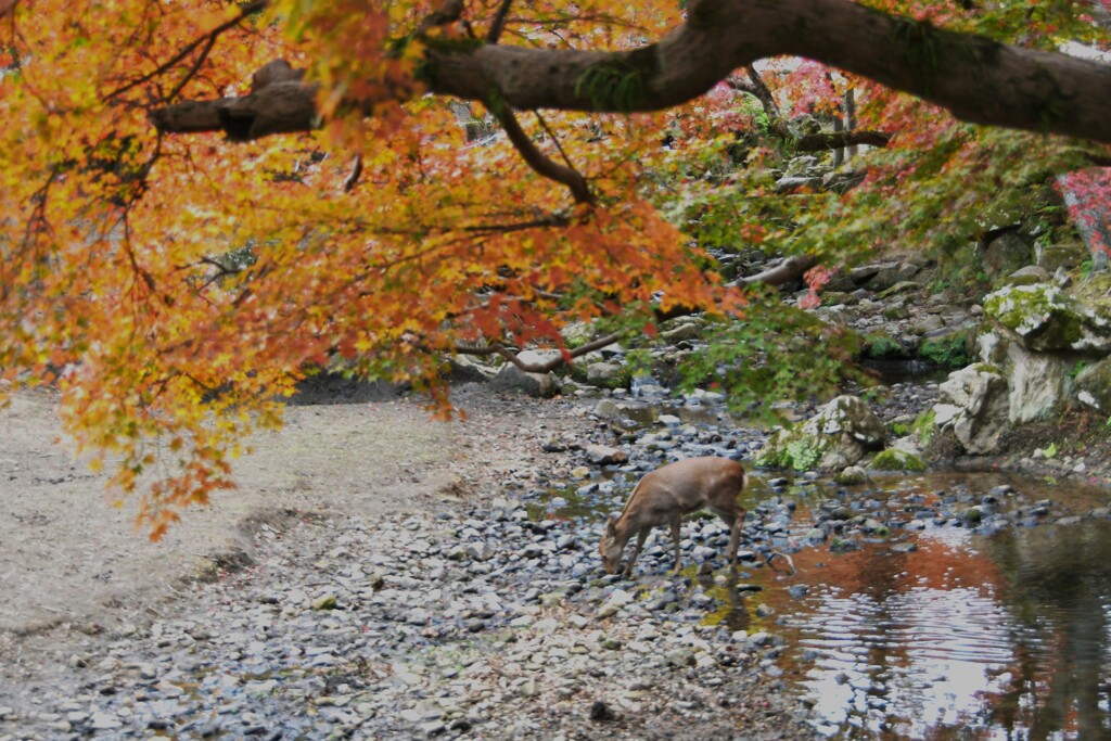 秋の奈良公園とシカ
