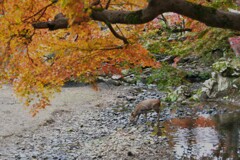 秋の奈良公園とシカ