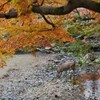 秋の奈良公園とシカ