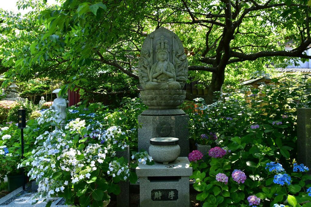 お釈迦様と紫陽花