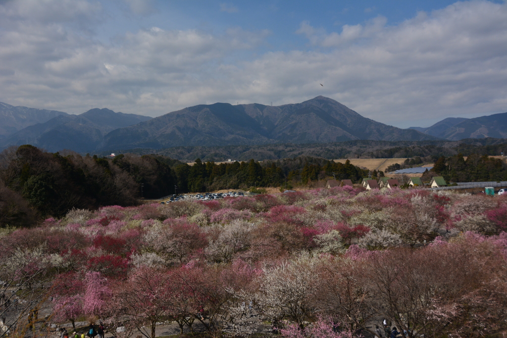 員弁農業公園　梅