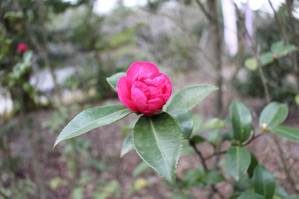 山茶花