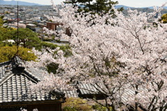 本居宣長記念館と桜