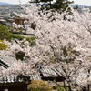 本居宣長記念館と桜