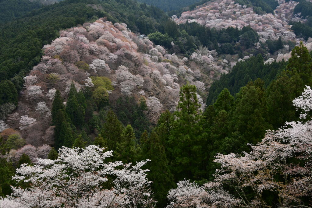 吉水神社　一目十年