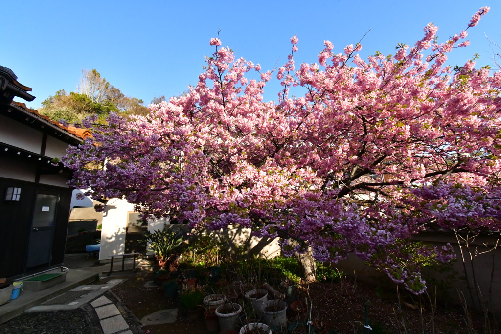 河津桜と大慈寺