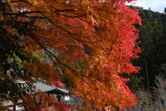 長谷寺と紅葉
