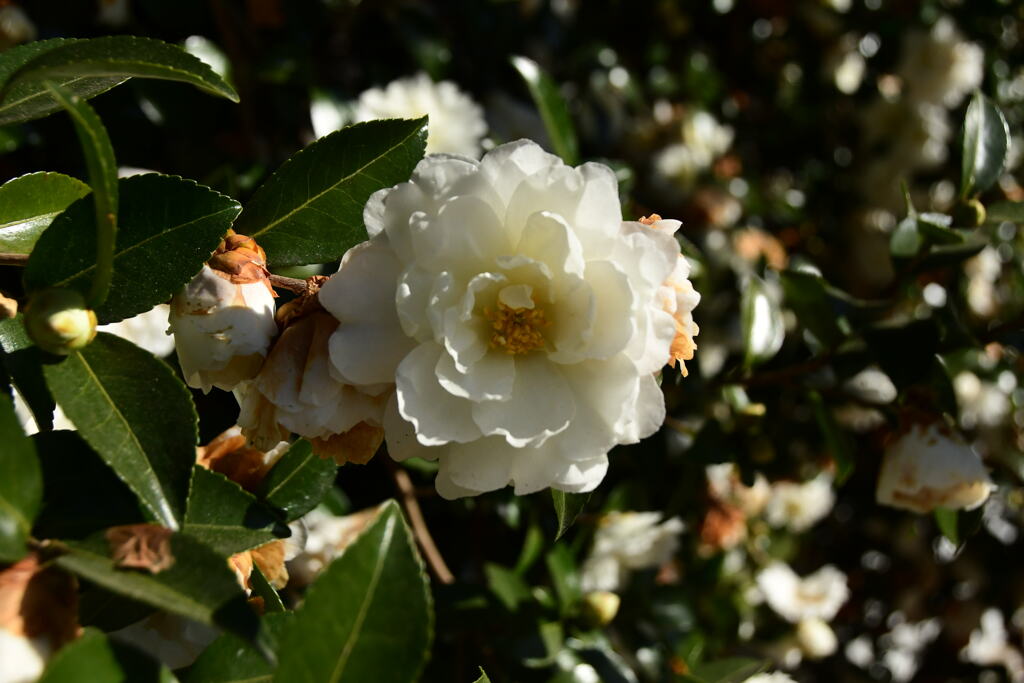 　白　山茶花