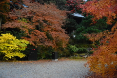 京都　知恩院　紅葉