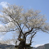 エドヒガンサクラ