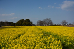 菜の花畑