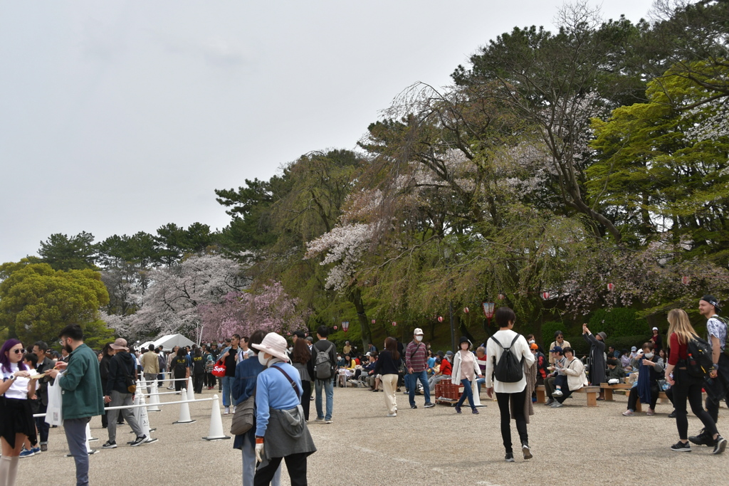 名古屋城と桜