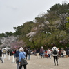 名古屋城と桜