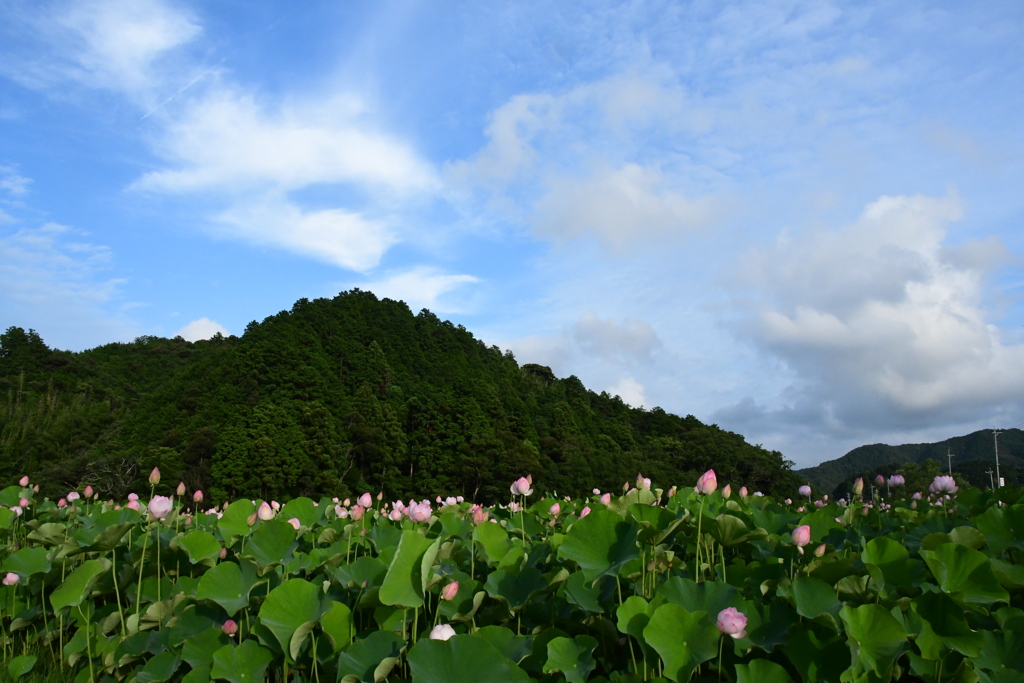 二見　庶民の森