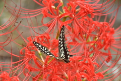 彼岸花と蝶々