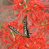 彼岸花と蝶々