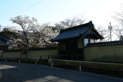 旧豊宮崎文庫とオヤネザクラ