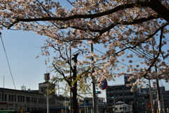 宇治山田駅と桜