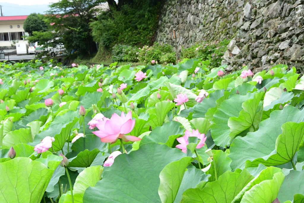 田丸城跡と大賀ハス