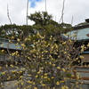 蝋梅と津　結城神社