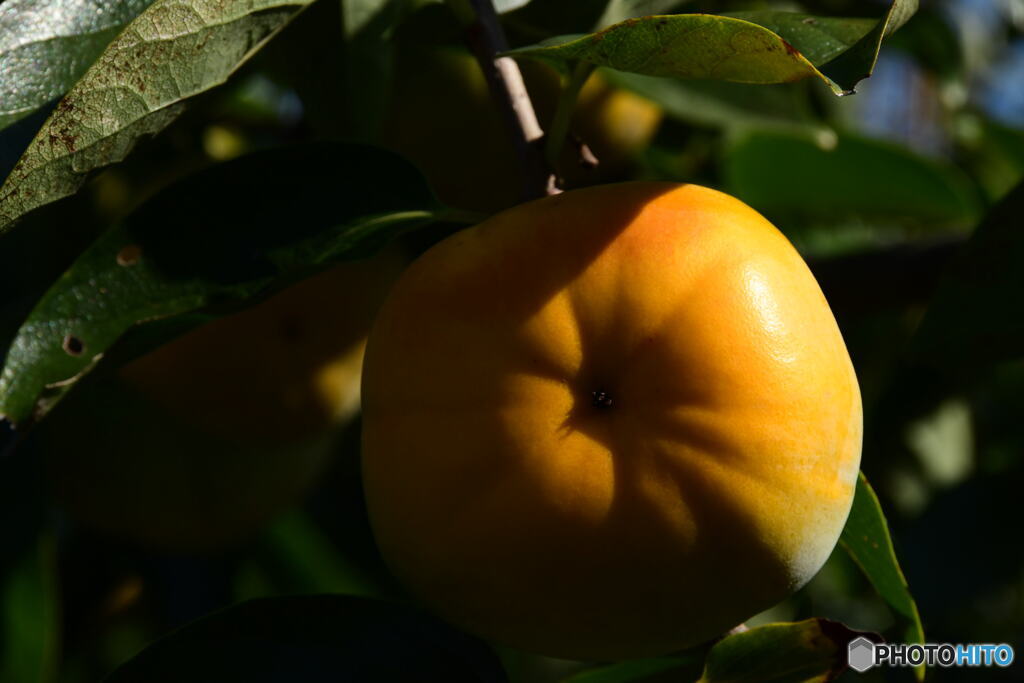 伊勢　蓮台寺柿