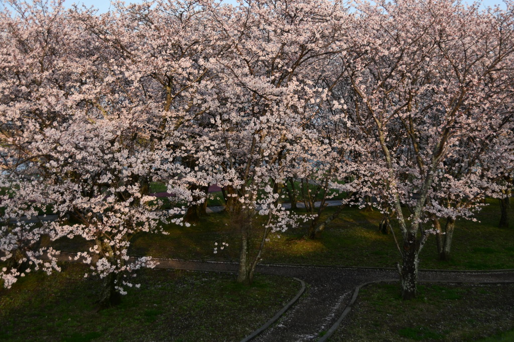 宮川堤と桜