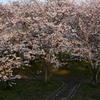 宮川堤と桜