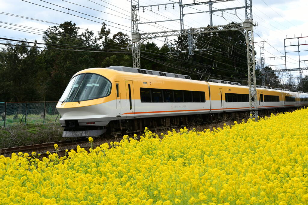 菜の花畑と伊勢志摩ライナ－