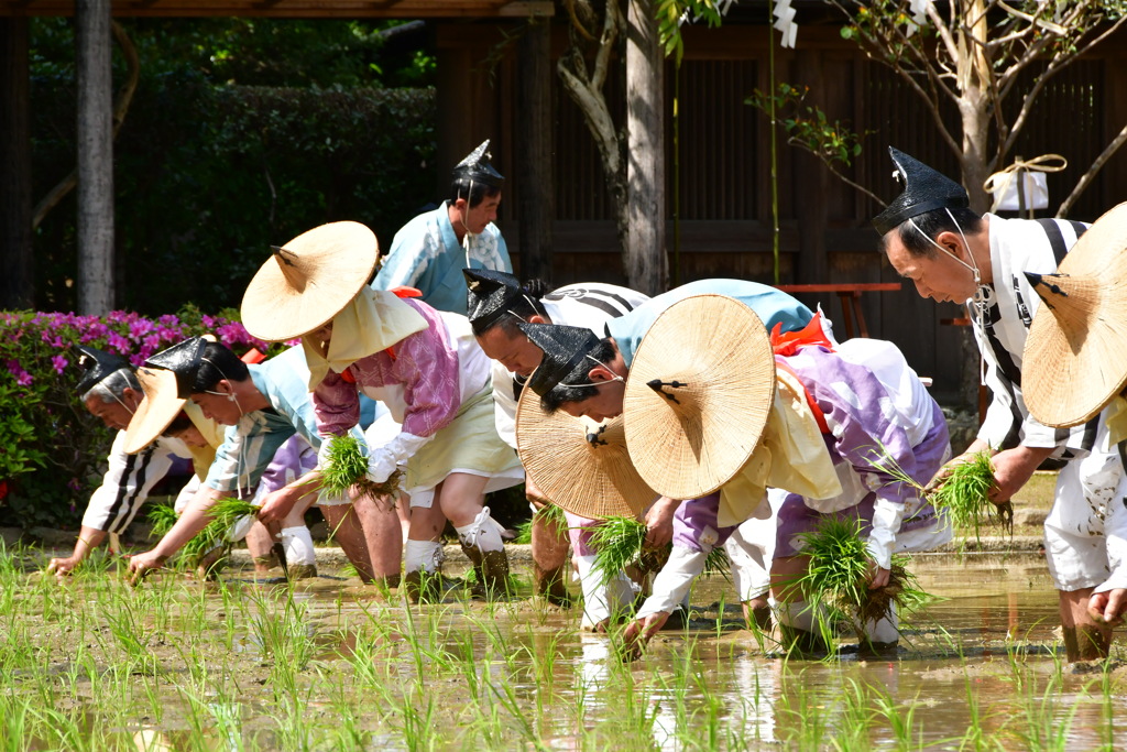 伊勢　猿田彦神社　御田祭