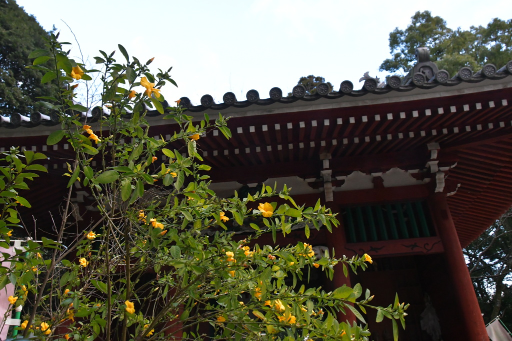 二見　大江寺　キバナアマ