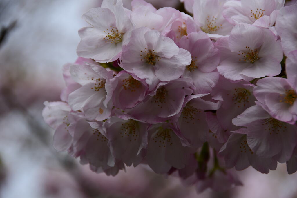吉野　八重桜