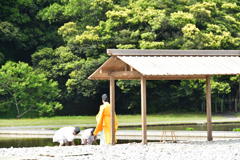 伊勢　神宮神田　御田植祭