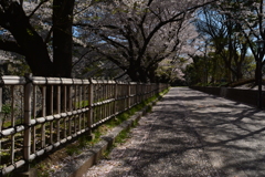 桜並木道