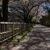 桜並木道