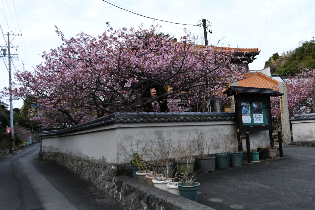 大慈寺　河津桜