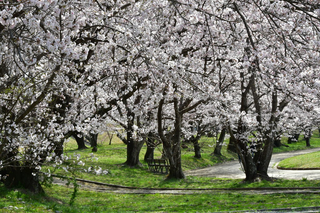 伊勢　宮川堤　桜