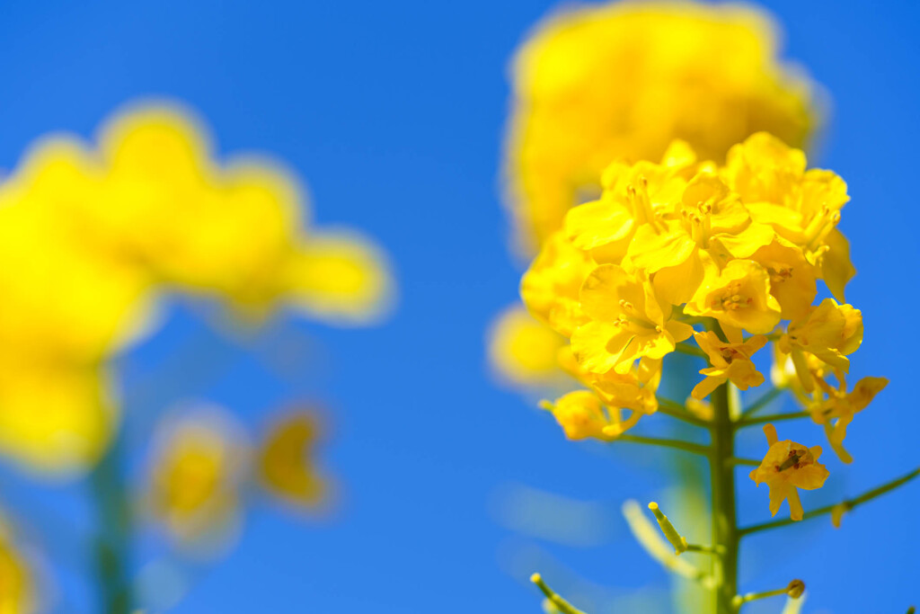 「菜の花」