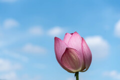 「蕾」