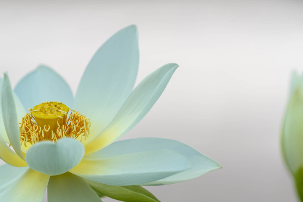 「蓮の花」