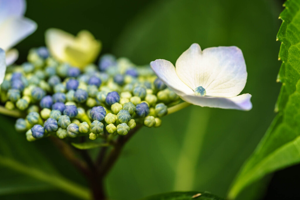 「紫陽花」