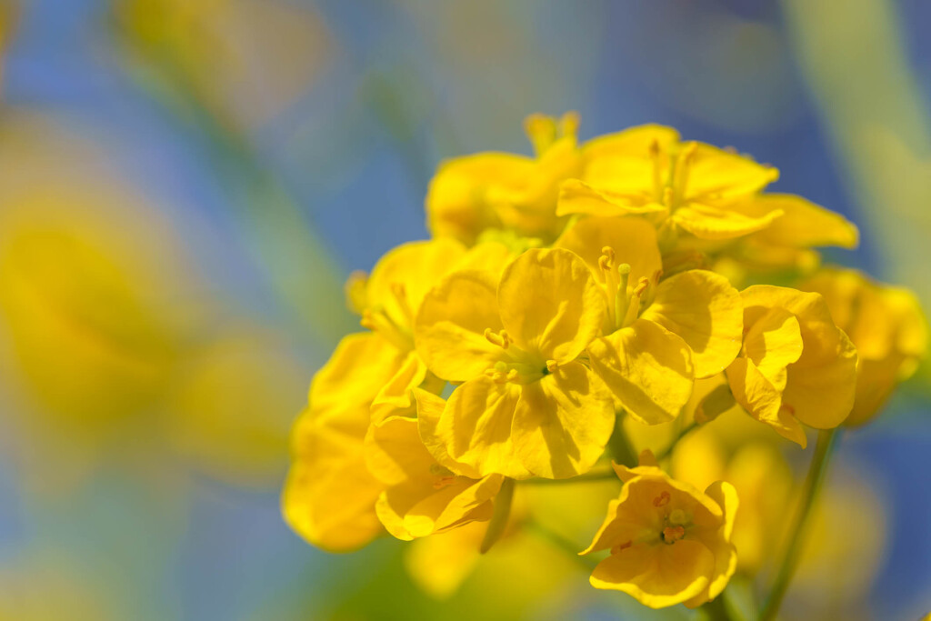 「なの花」