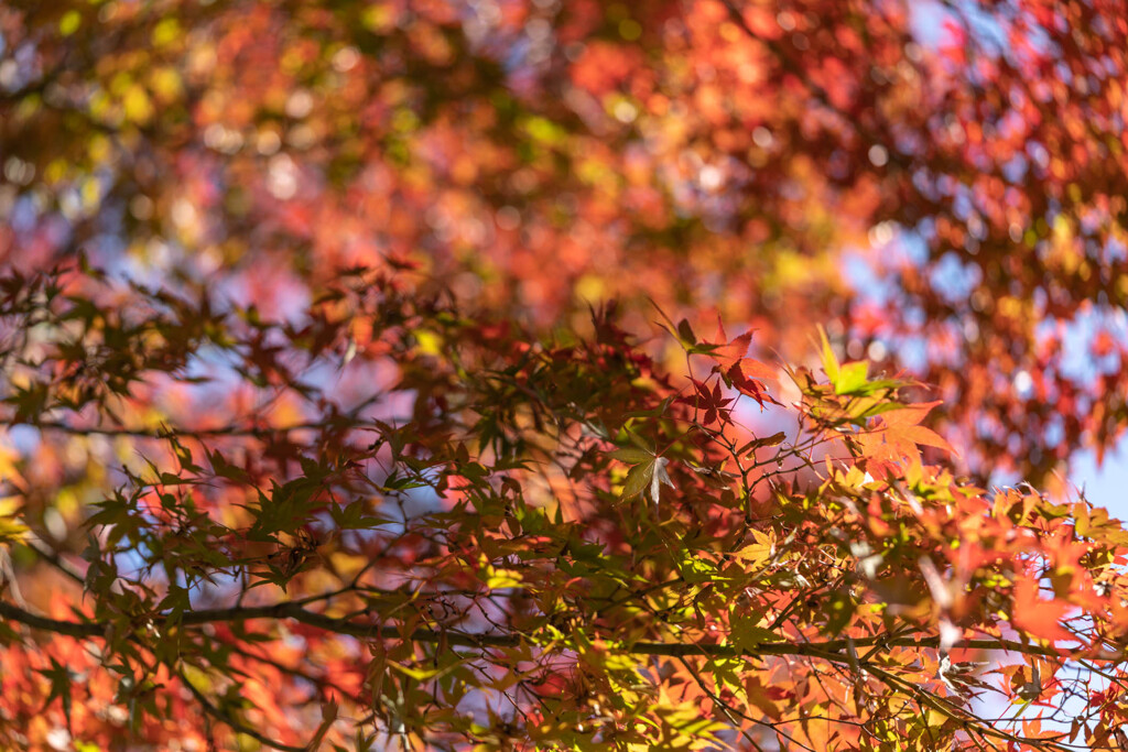 「紅葉」