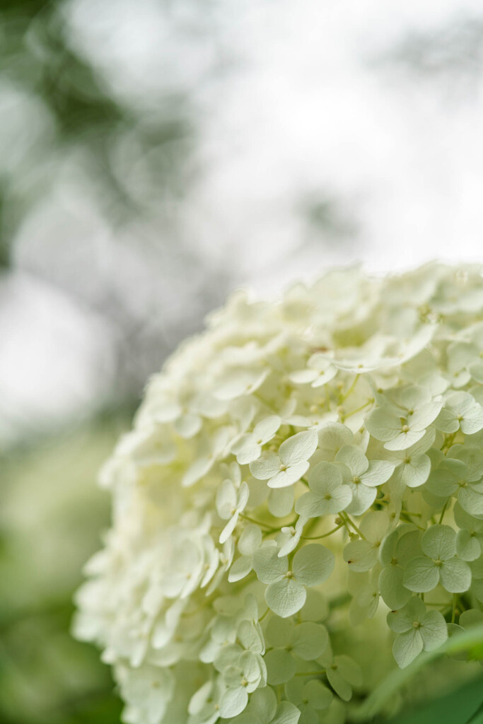 「紫陽花」